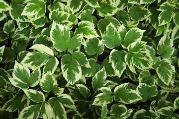 dense background of green and white leaves close up