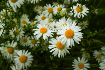 beautiful summer white daisies with a yellow core on the background of green grass in a field close up