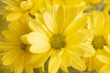 joyful, Sunny, happy background of many yellow daisies close-up