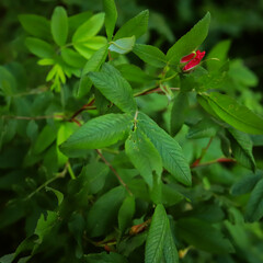 red rosebud on a background of green leaves