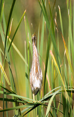 A Little Bittern in its characteristic skyward pointing pose when disturbed. At the Marievale Bird Sanctuary South Africa