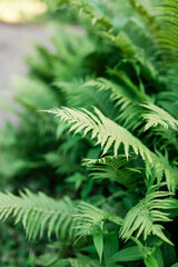 Close-up of fern leaves on a bush in the summer. 