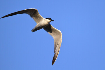 Fototapeta na wymiar Tern in Flight