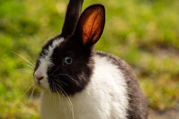 close up of an adorable chubby rabbit  with black and white fur and blue eyes