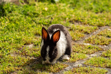 portrait of an adorable chubby rabbit with black and white mixed fur, sitting on green mosses covered ground under the sun seating grasses