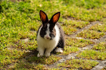 portrait of an adorable chubby rabbit with black and white mixed fur, sitting on green mosses covered ground under the sun staring at you 