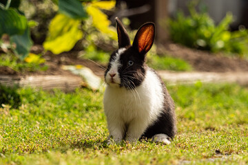 side portrait of a cute bunny with blue eyes , black and white fur sitting on the green grass while staring at you