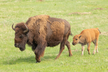 american bison mother and baby grazing in a field
