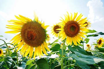 Obraz premium ひまわり畑