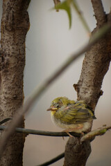 A Warbling white eye baby bird resting on branch of tree  potrait image with branch of tree