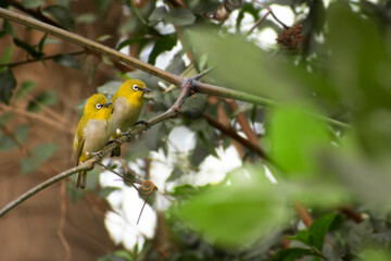 A Warbling white eye couple love birds sitting on branch of tree with a foreground.