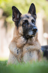 Senior German Shepherd Dog portrait laying in grass. Outdoor animal theme.