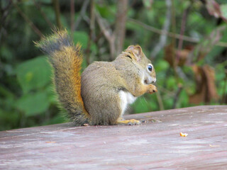 squirrel eating nut