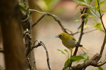 A Warbling white eye bird sitting on branch of plant or tree facing side with a foreground.