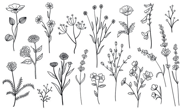 set collection  flowers, plants leaves hand draw vector