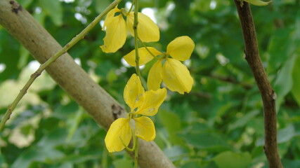 green olives on tree