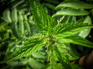 Common nettle, or stinging nettle, or nettle leaf or stinger. Macro Photo of a plant nettle in garden. Medicinal herbs or food herbs in spring.  Perennial flowering plant.