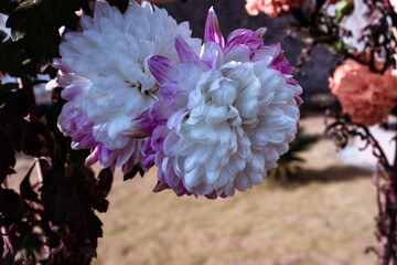 Closeup of a chrysanths flower planted in one of the stupa at Budhanilkantha