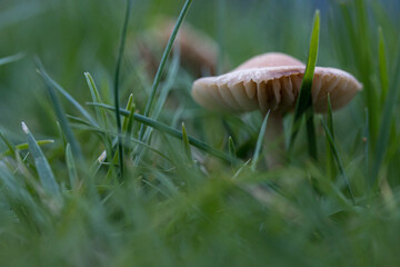 mushroom in the grass