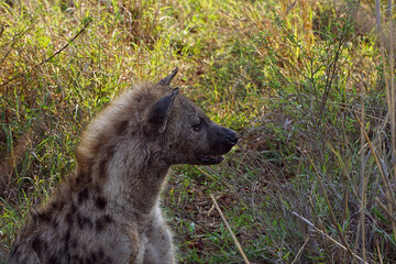 Spotted hyena portrait