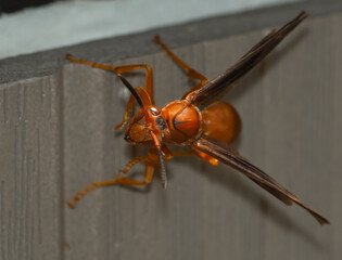 Red Paper Wasp in summer extreme closeup