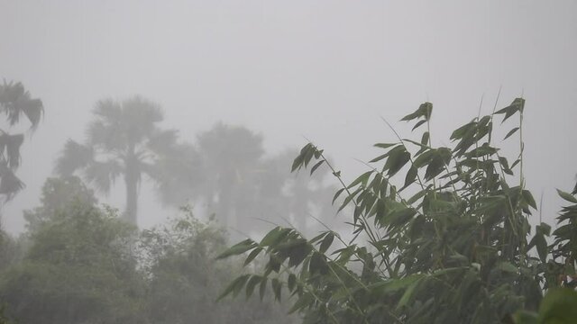 Strong storm wind sways the trees and heavy rains in northern Thailand. Tropical rainstorm.