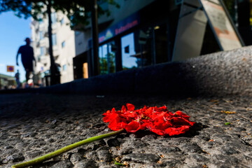 Stockholm, Sweden A flower run over by a car lays in the sun on the asphalt.