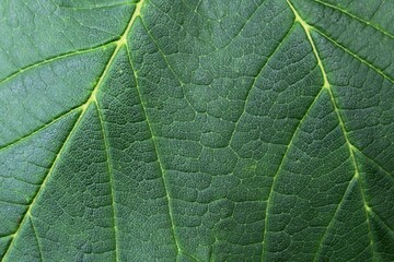 Leaf texture of sycamore tree, also called sycamore maple, latin name Acer Pseudoplatanus.