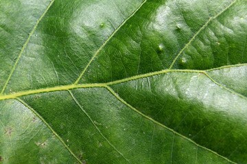 Detail of green oak tree leaf, latin name Quercus, with visible midrib and veins, photographed during late spring season, daylight sunshine. 
