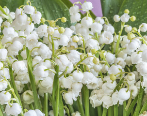 Flowers of lily of the valley (Convallaria majalis), small white bells close-up.