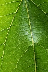 Detail of green leaf texture of White Mulberry, latin name Morus Alba, sunbathing in late spring sunshine. Tree Morus Alba is known as feed for silkworms, essential for production of silk. 