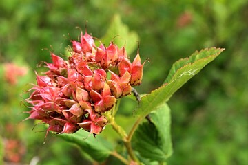 Round fruit cluster of Common ninebark plant, also called Eastern ninebark, latin name Physocarpus Opulifolius, deciduous shrub used for his ability to grow in harsh conditions. Late spring season. 