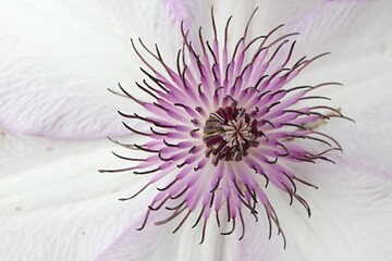 Obraz premium Gentle creamy white to pink and purple flower center and dense pistils of Clematis climbing plant, hybrid Utopia, in full blossom during late spring season.