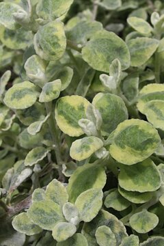 Spring green to yellow coloured leaves of licorice-plant, also called liquorice plant, latin name Helichrysum Petiolare, in daylight sunshine.