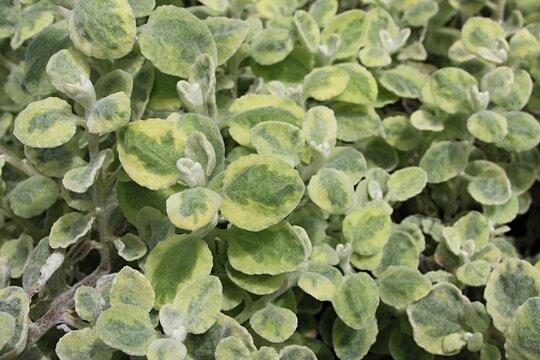 Green leaves with yellow corners of licorice-plant, also called liquorice plant, latin name Helichrysum Petiolare, in daylight sunshine.