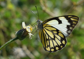 butterfly on a flower