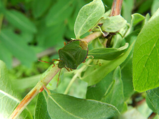 green bug on a leaf