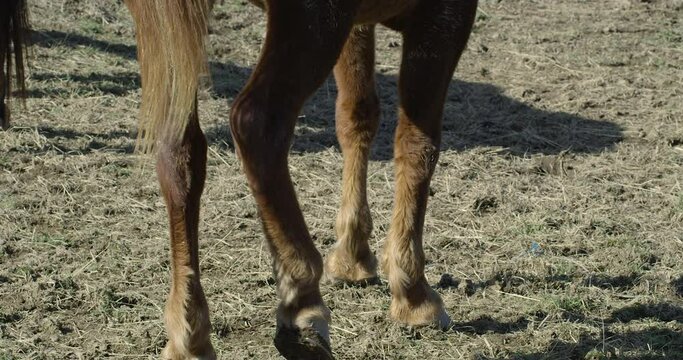 Two horses graze on field in morning sun - close up on legs and hooves