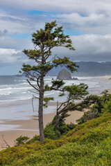 Fototapeta na wymiar Tree framing Haystack Rock on the Oregon Coast at Cannon Beach