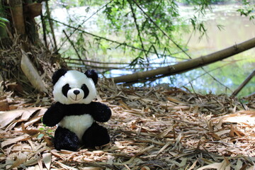 giant panda eating bamboo