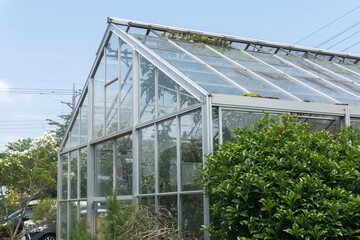 Fototapeta premium 温室栽培 グリーンハウス
