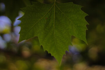 The Green life of leaves