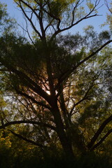 The tree of light