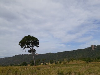 lonely tree in the mountains