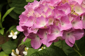 Hydrangea is blooming in pink and purple. Hydrangea macrophylla