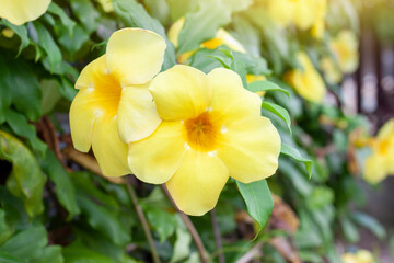 Yellow Allamanda cathartica flowers bloom on tree with sunlight in the garden.
