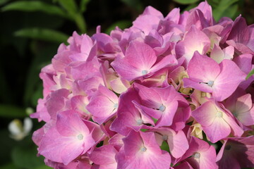 Hydrangea is blooming in pink and purple. Hydrangea macrophylla