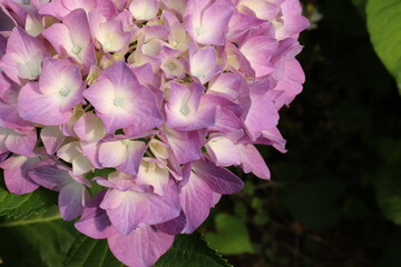Hydrangea is blooming in pink and purple. Hydrangea macrophylla
