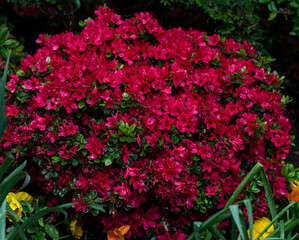 Deep Red Petals on a Flowering Azalea Bush