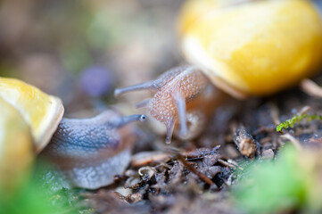 Schnecken im Regen